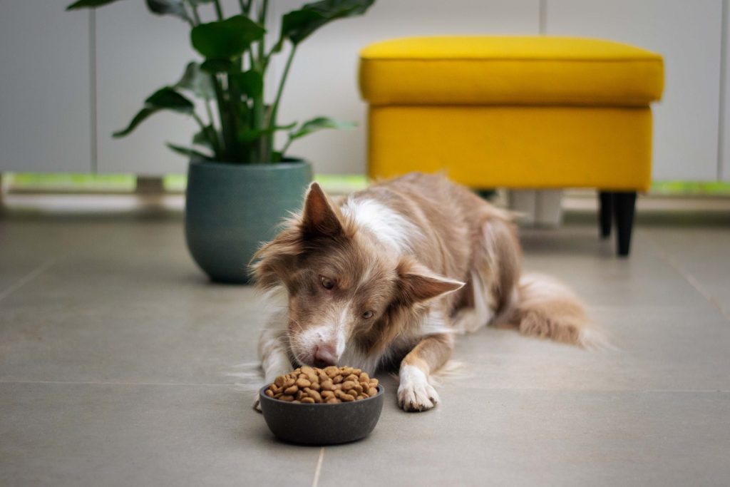 A dog enjoys natural dog food as this family takes steps to reduce carbon emissions.