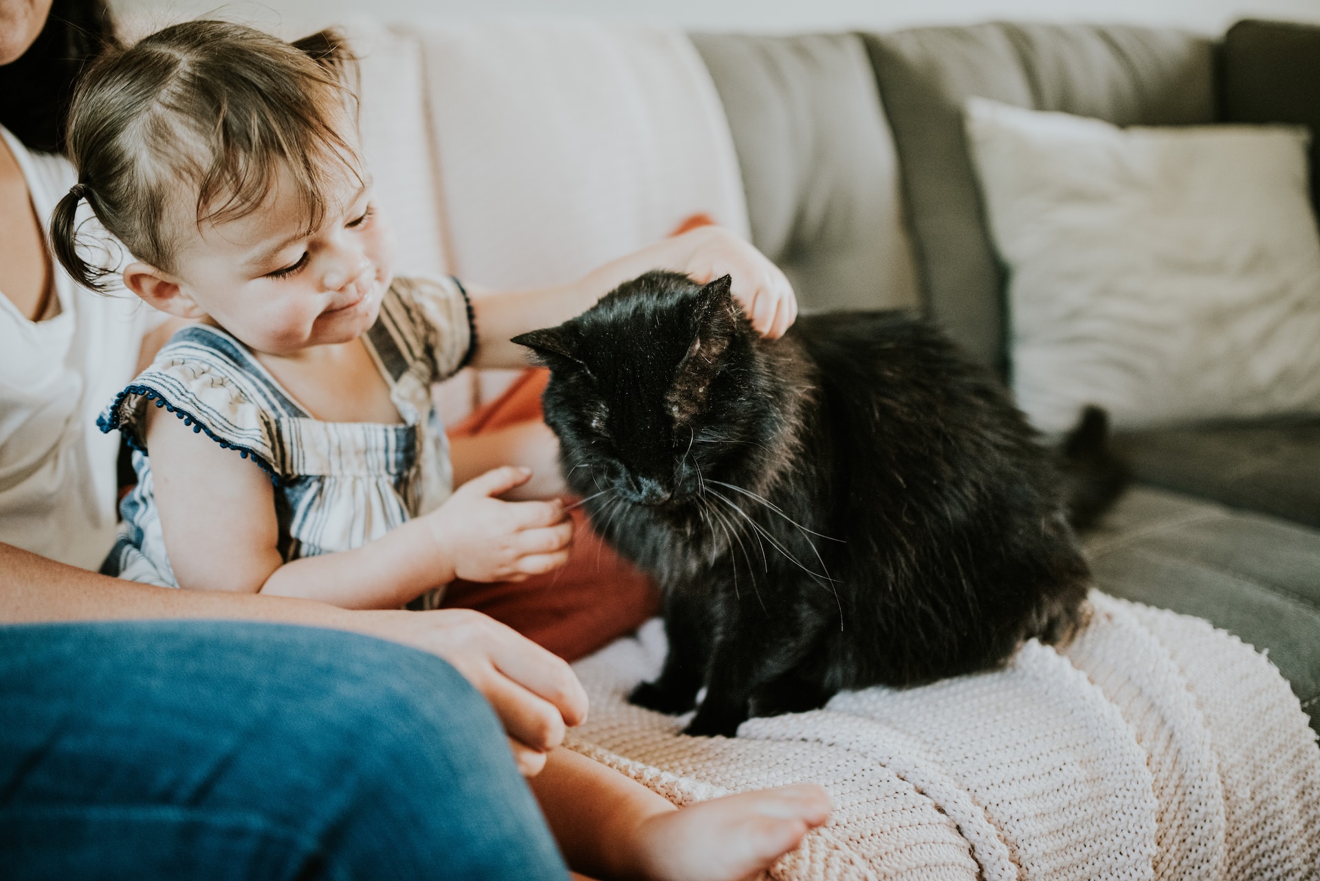 Want to lower your pet’s carbon emissions? This family spayed their female cat to prevent pregnancies.