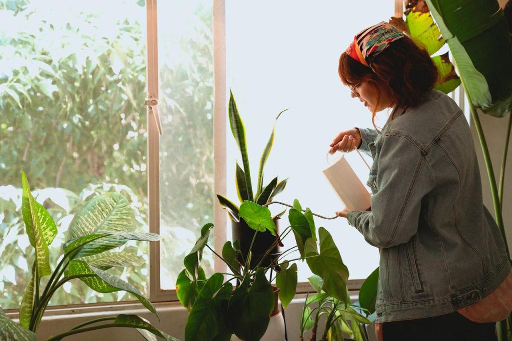 A woman takes care of her palms, knowing these are among the best indoor plants.