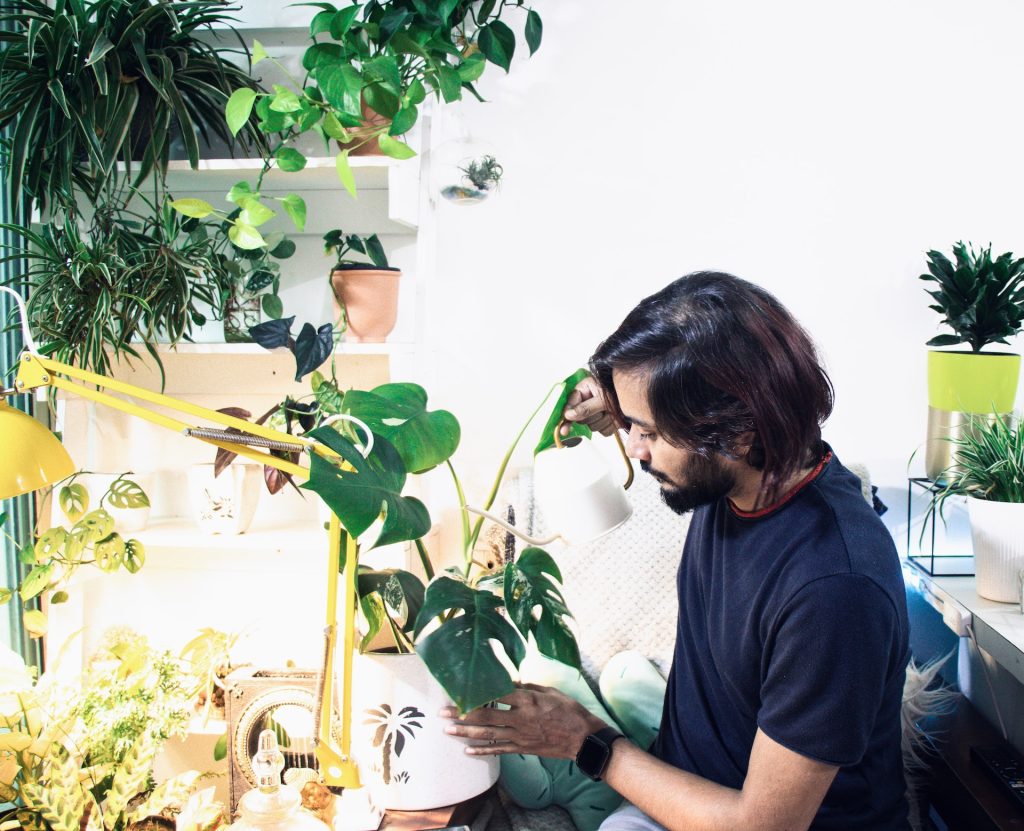 Among his many house plants, a man enjoys the health benefits of the philodendron.