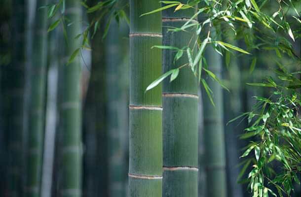 harvesting bamboo
