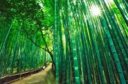 harvesting bamboo