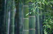 harvesting bamboo