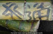 harvesting bamboo